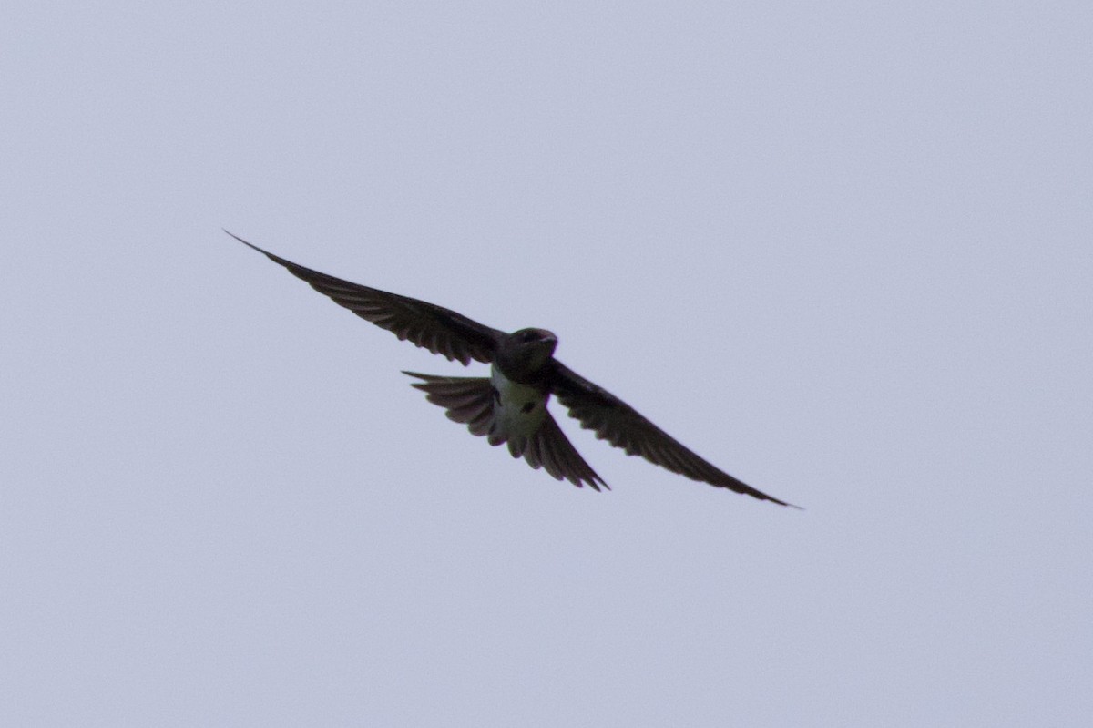 Caribbean Martin - ML641368389