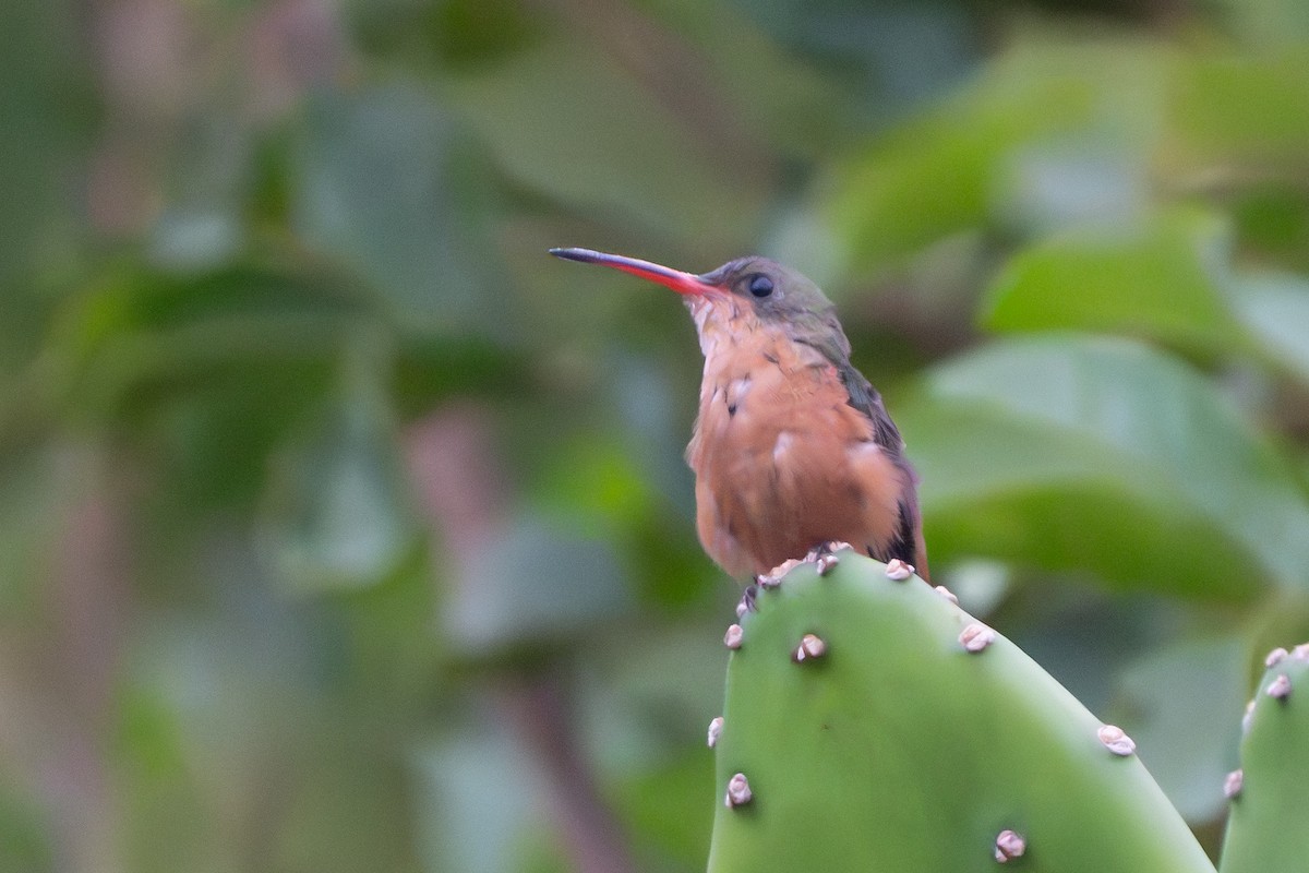 Cinnamon Hummingbird - ML641368410