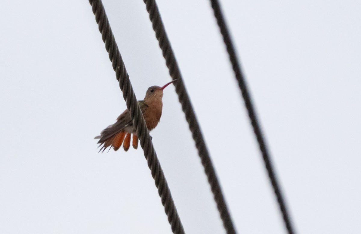 Cinnamon Hummingbird - ML641368411