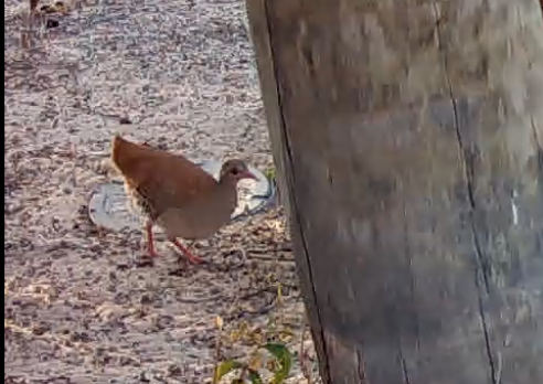 Tinamou à petit bec - ML641368412