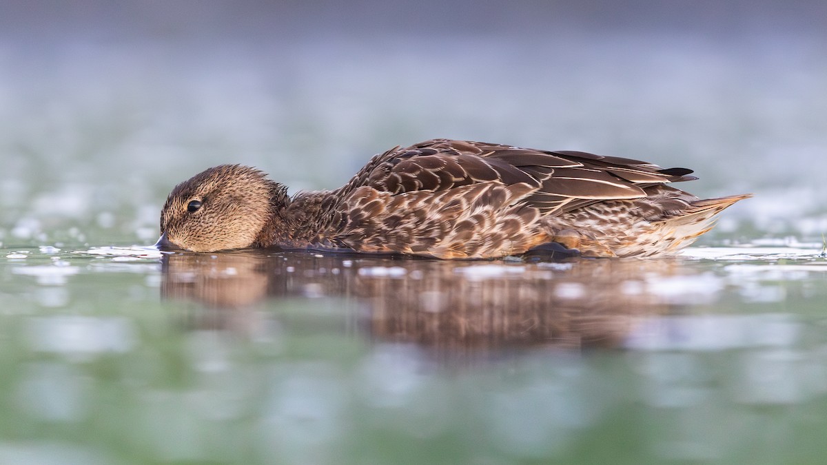Green-winged Teal - ML641368435