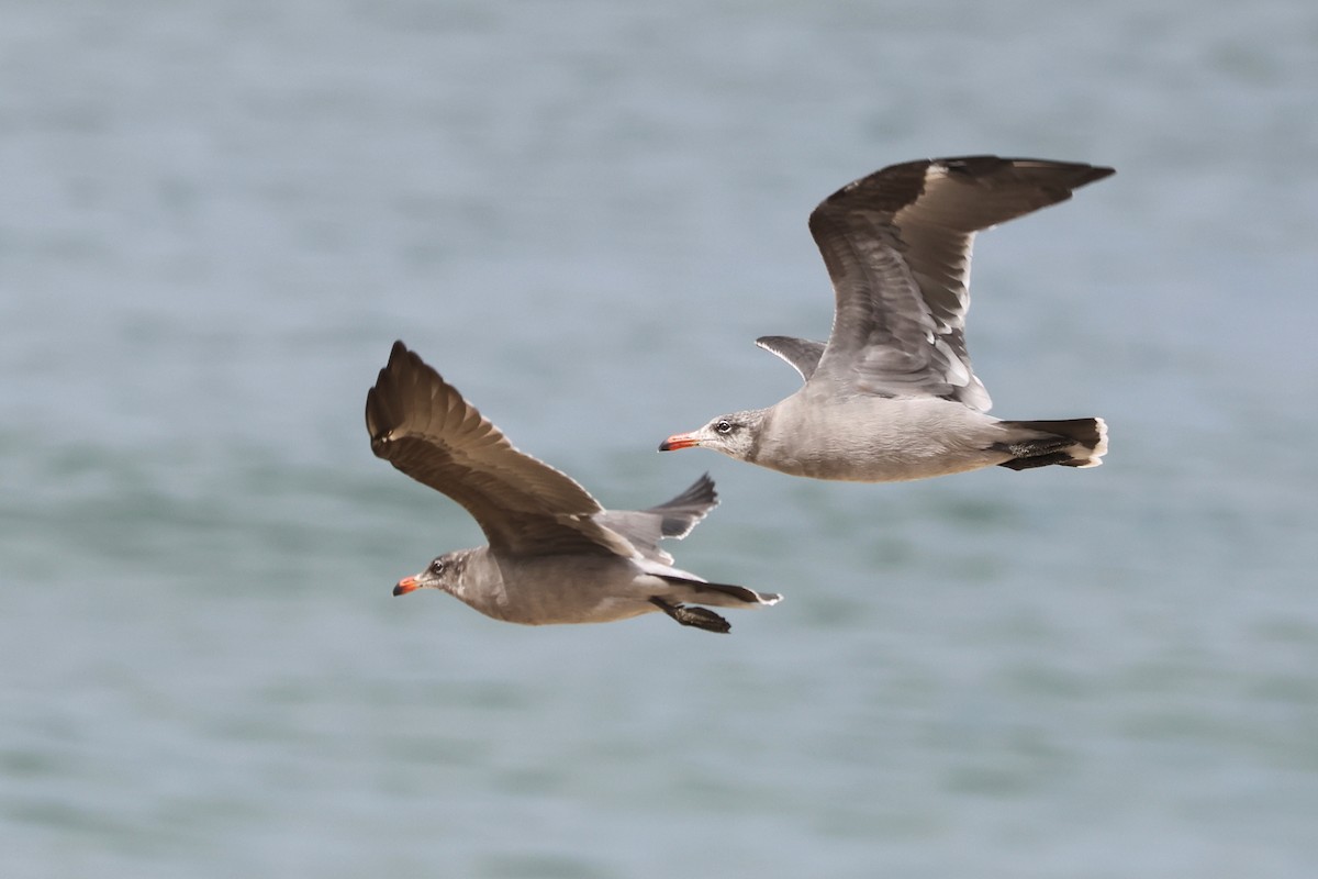 Heermann's Gull - ML641368437