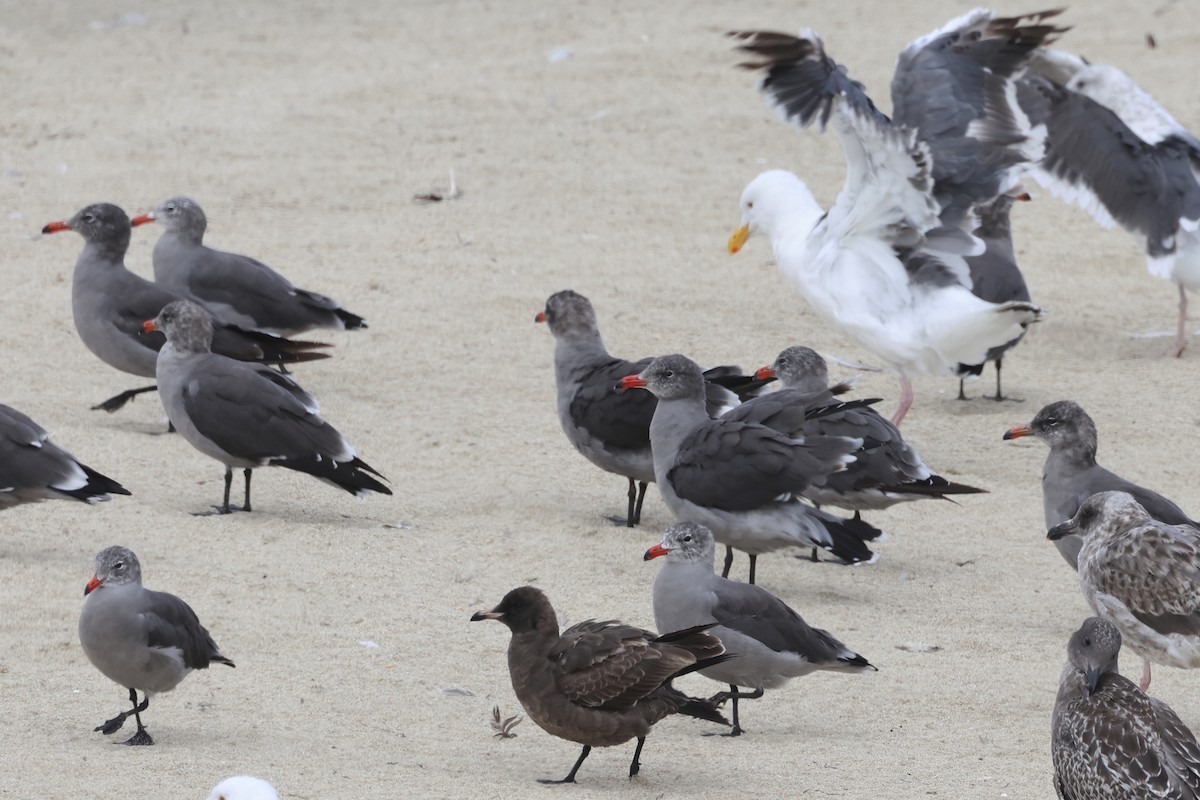 Heermann's Gull - ML641368438