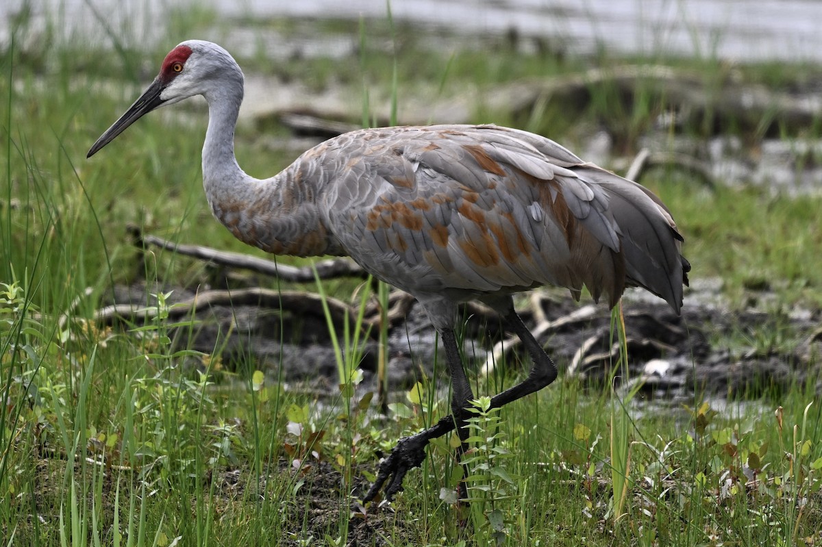 Sandhill Crane - ML641368447