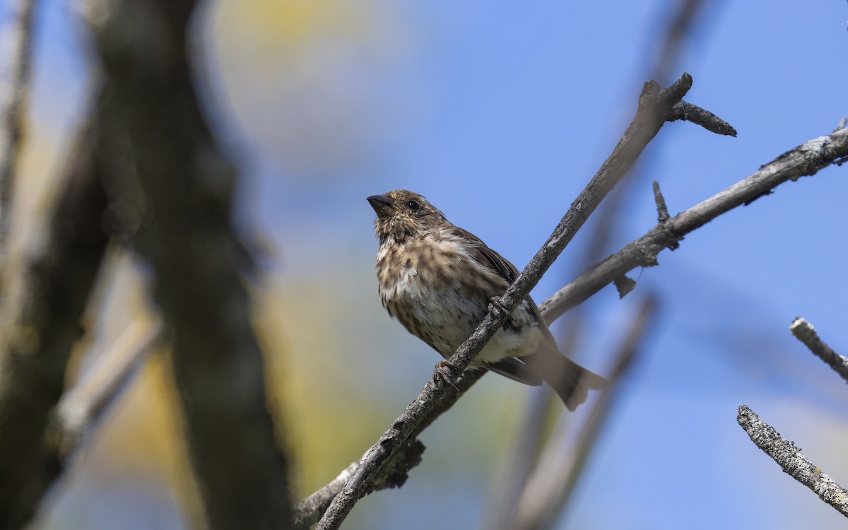 Purple Finch - ML641368449