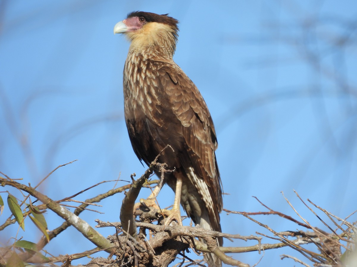 Caracara huppé - ML641368471