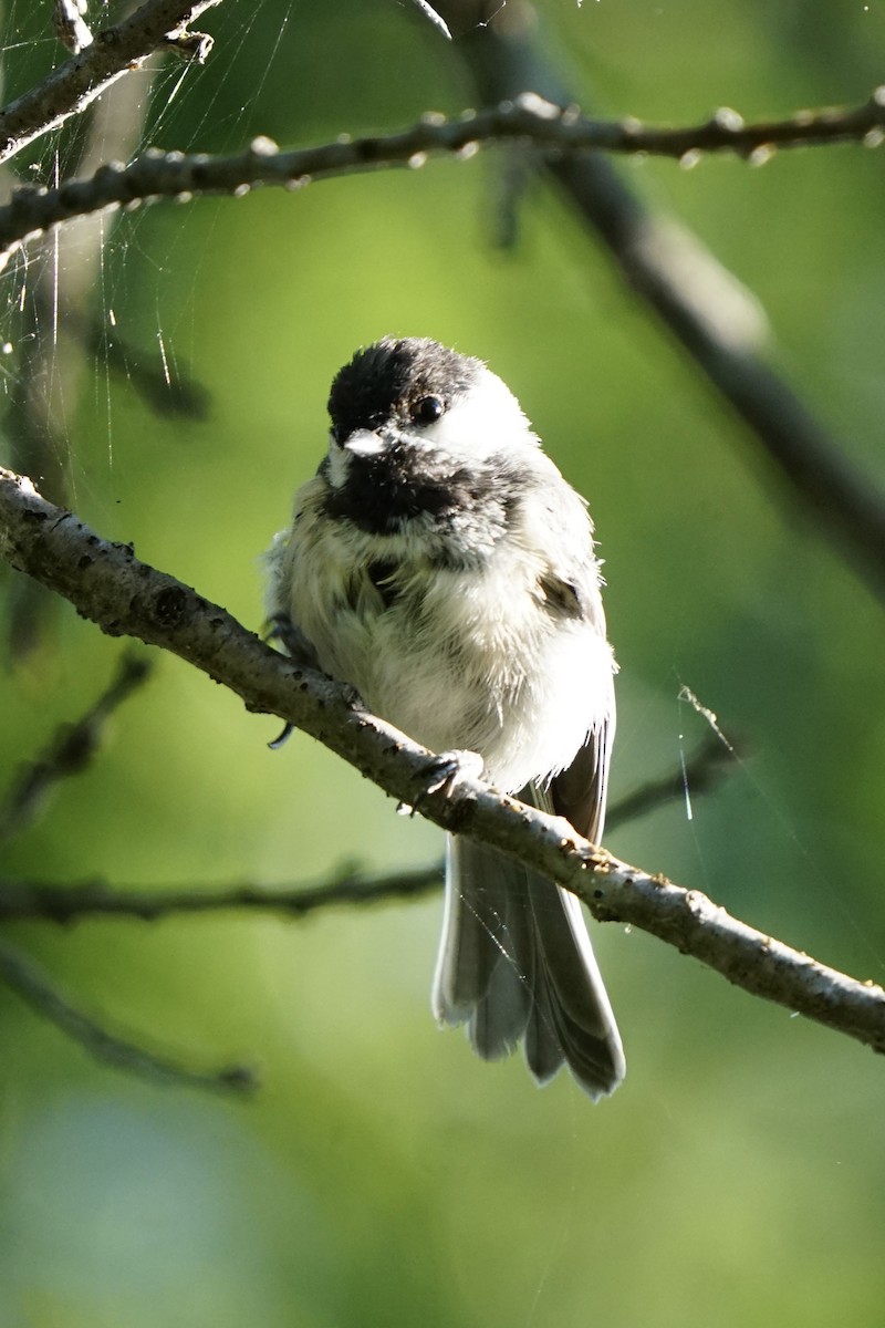 Mésange à tête noire - ML641368474