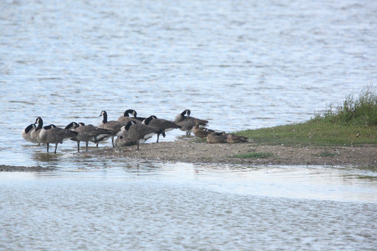 Canard colvert - ML641368479