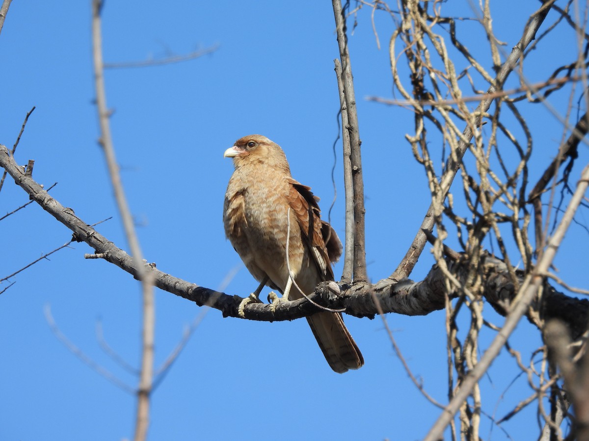 Caracara chimango - ML641368490