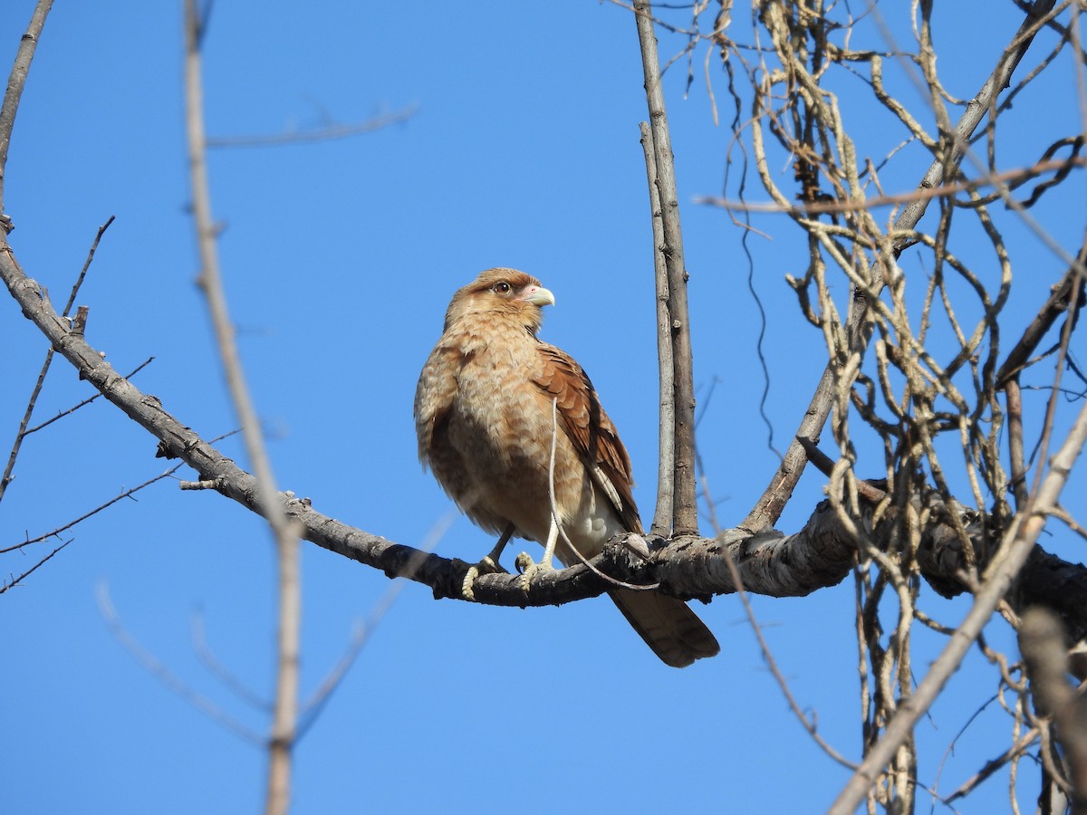 Caracara chimango - ML641368491