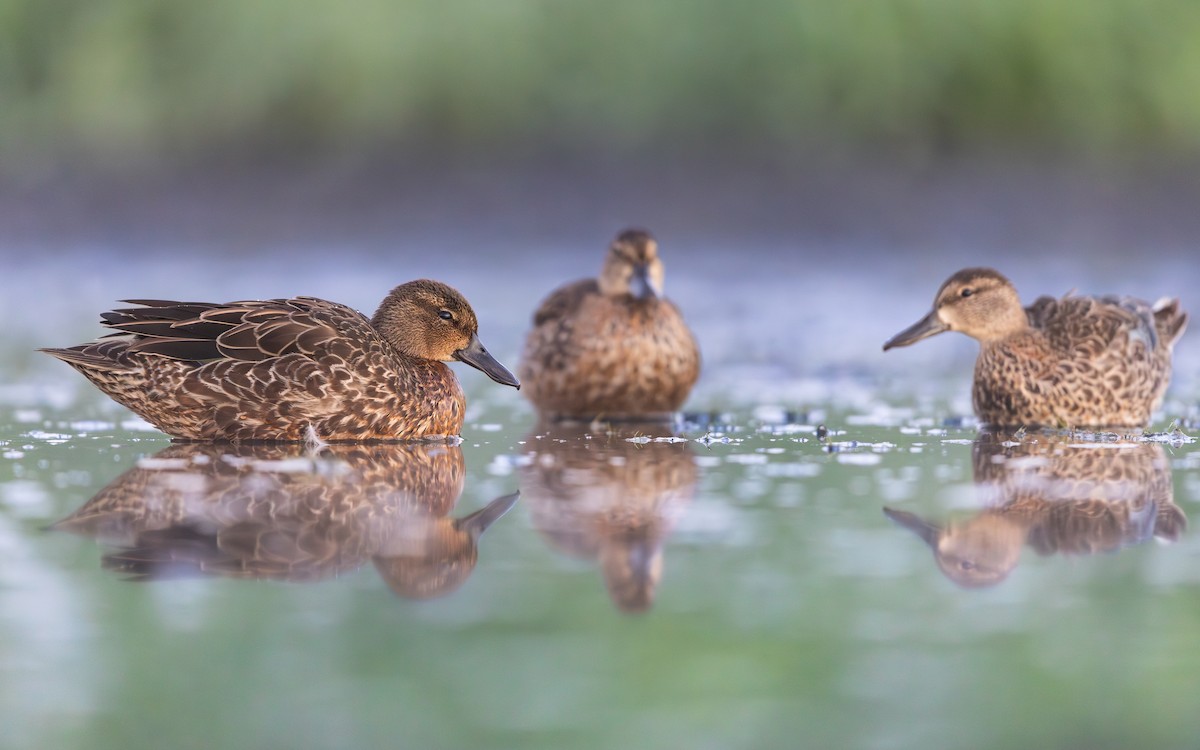 Green-winged Teal - ML641368492