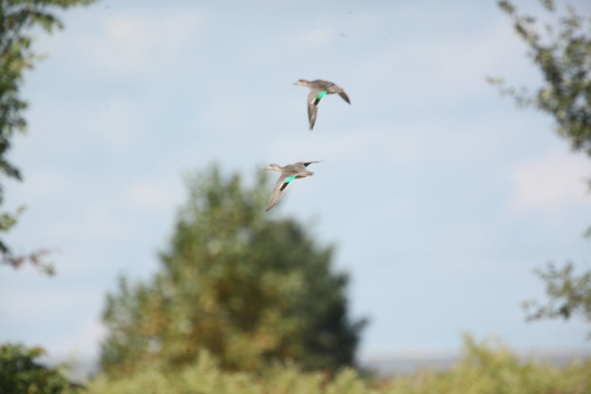 Green-winged Teal - ML641368494