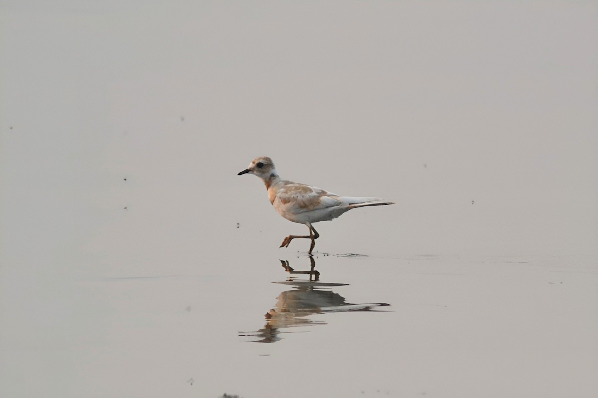Killdeer - ML641368500