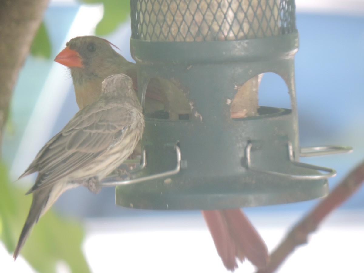Cardenal Norteño - ML641368516