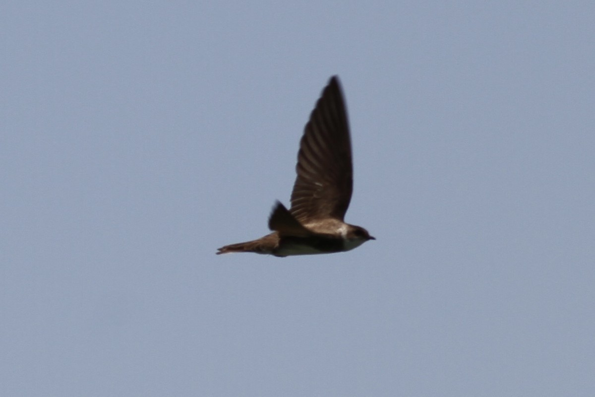 Bank Swallow - ML641368519