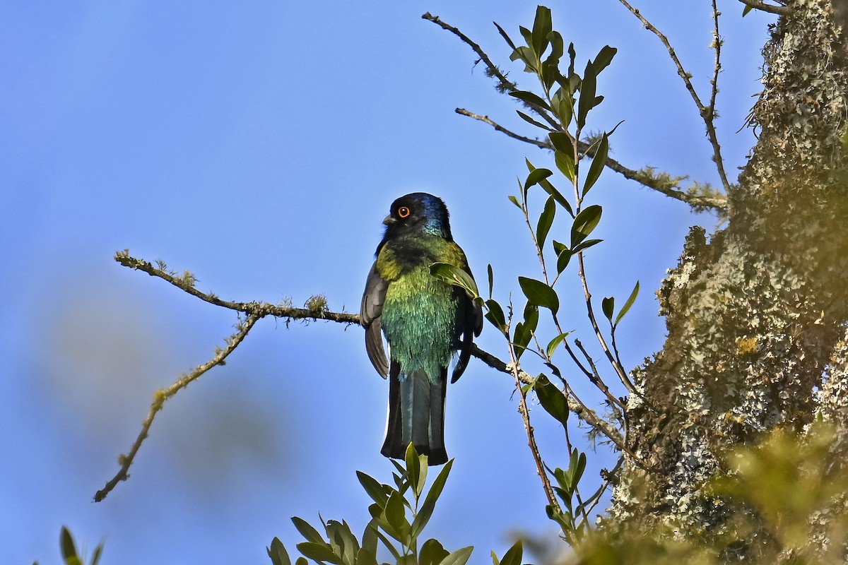 Trogón Surucuá - ML641368522