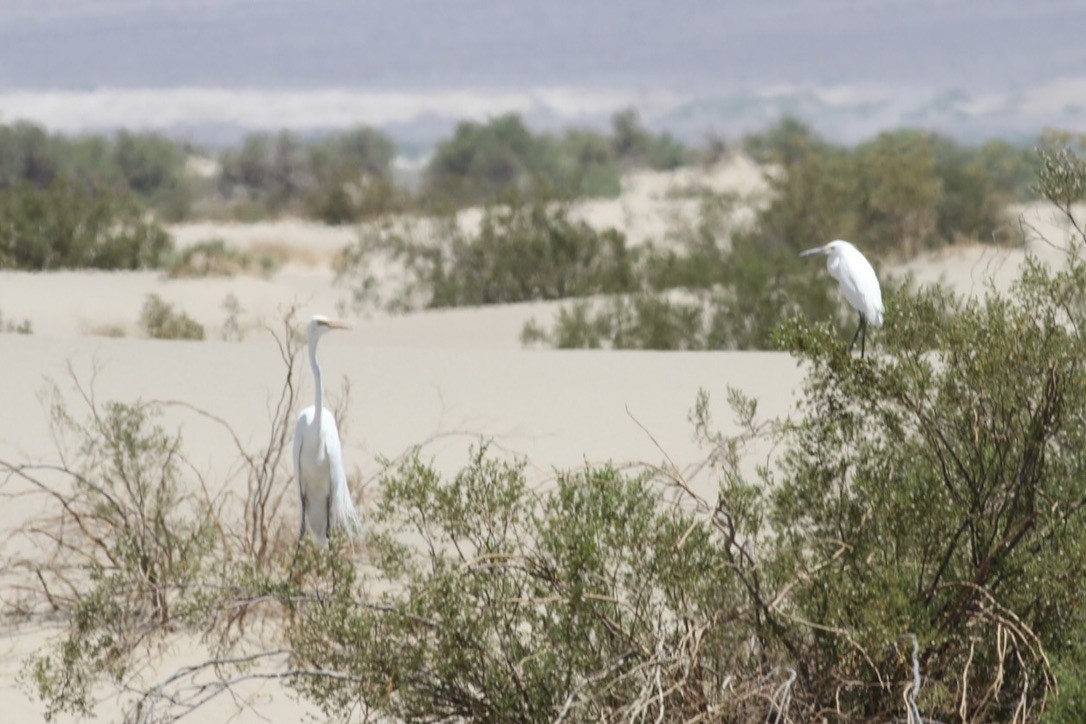 Snowy Egret - ML641368559