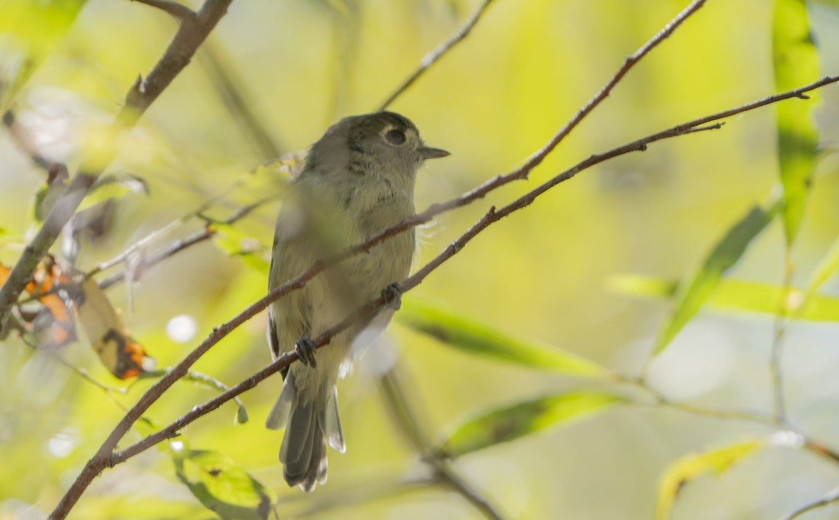Vireo de Hutton - ML641368561