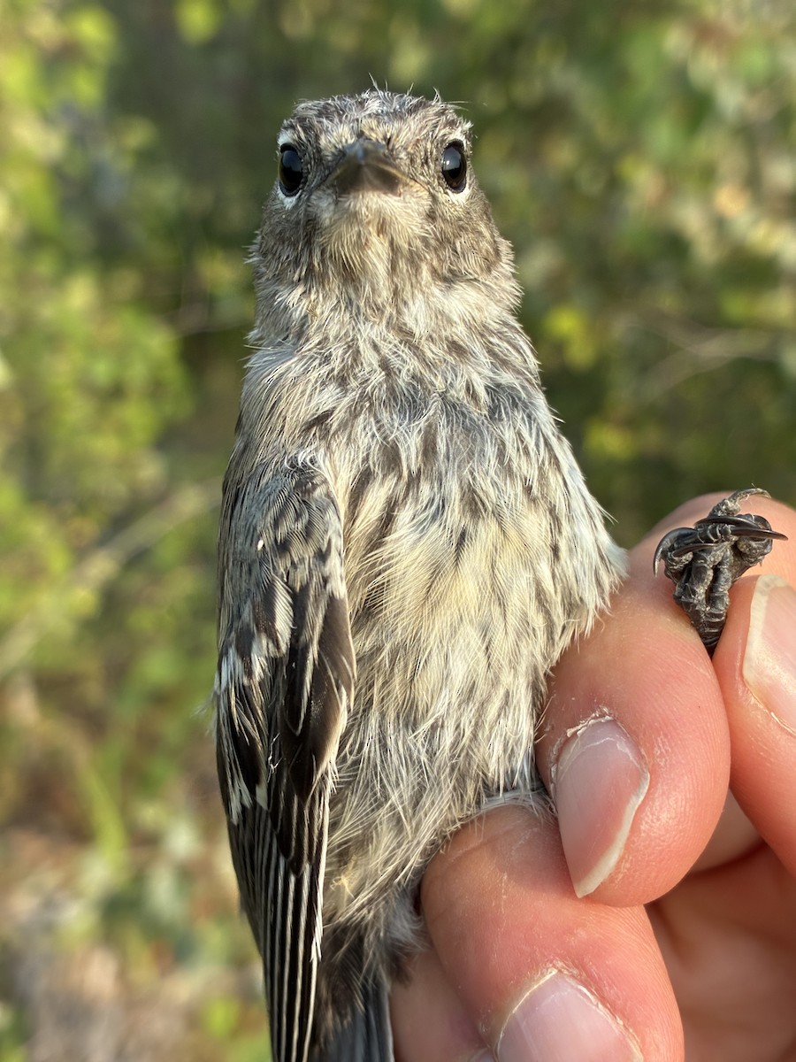 Yellow-rumped Warbler - ML641368562