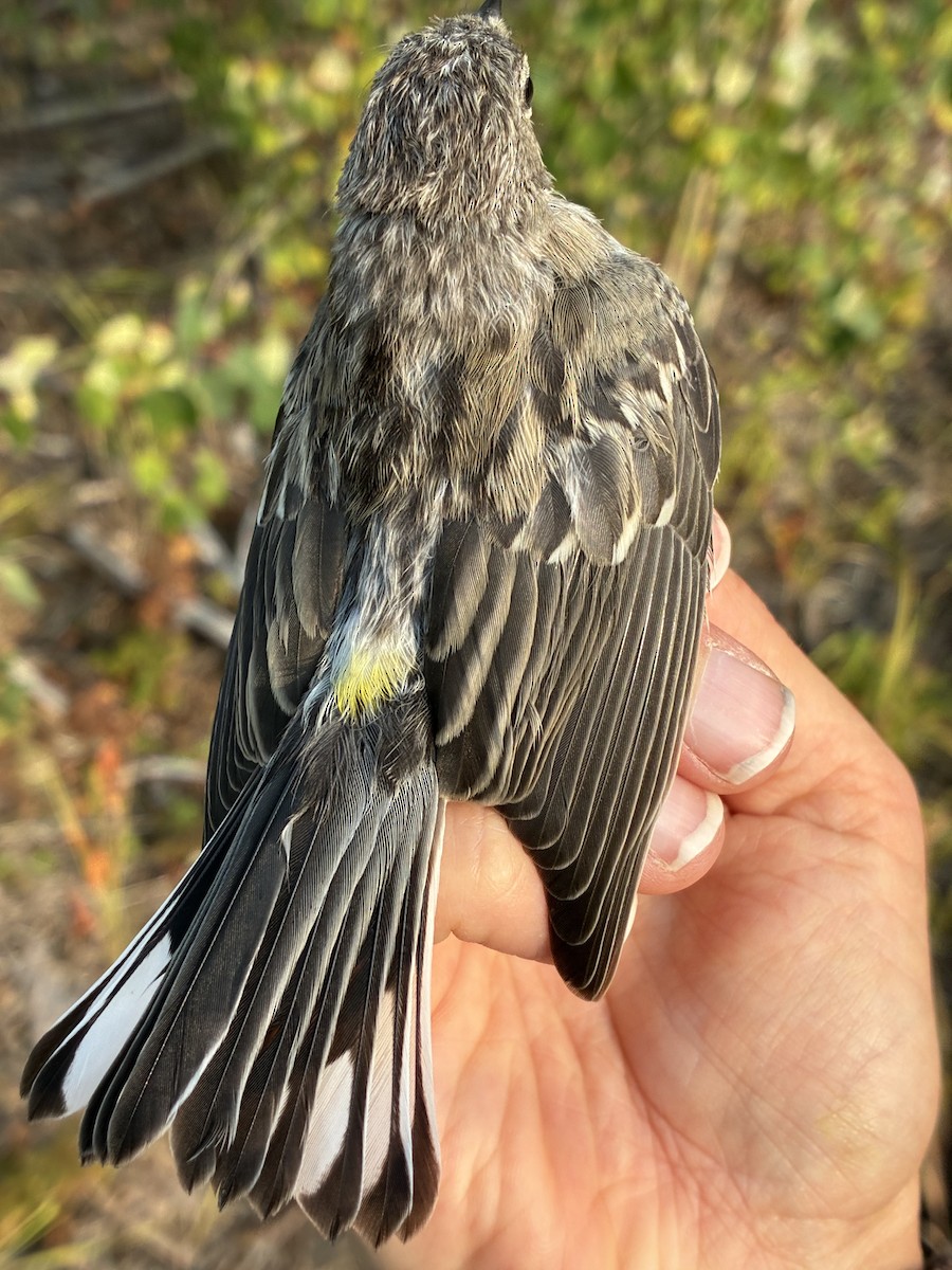Yellow-rumped Warbler - ML641368563