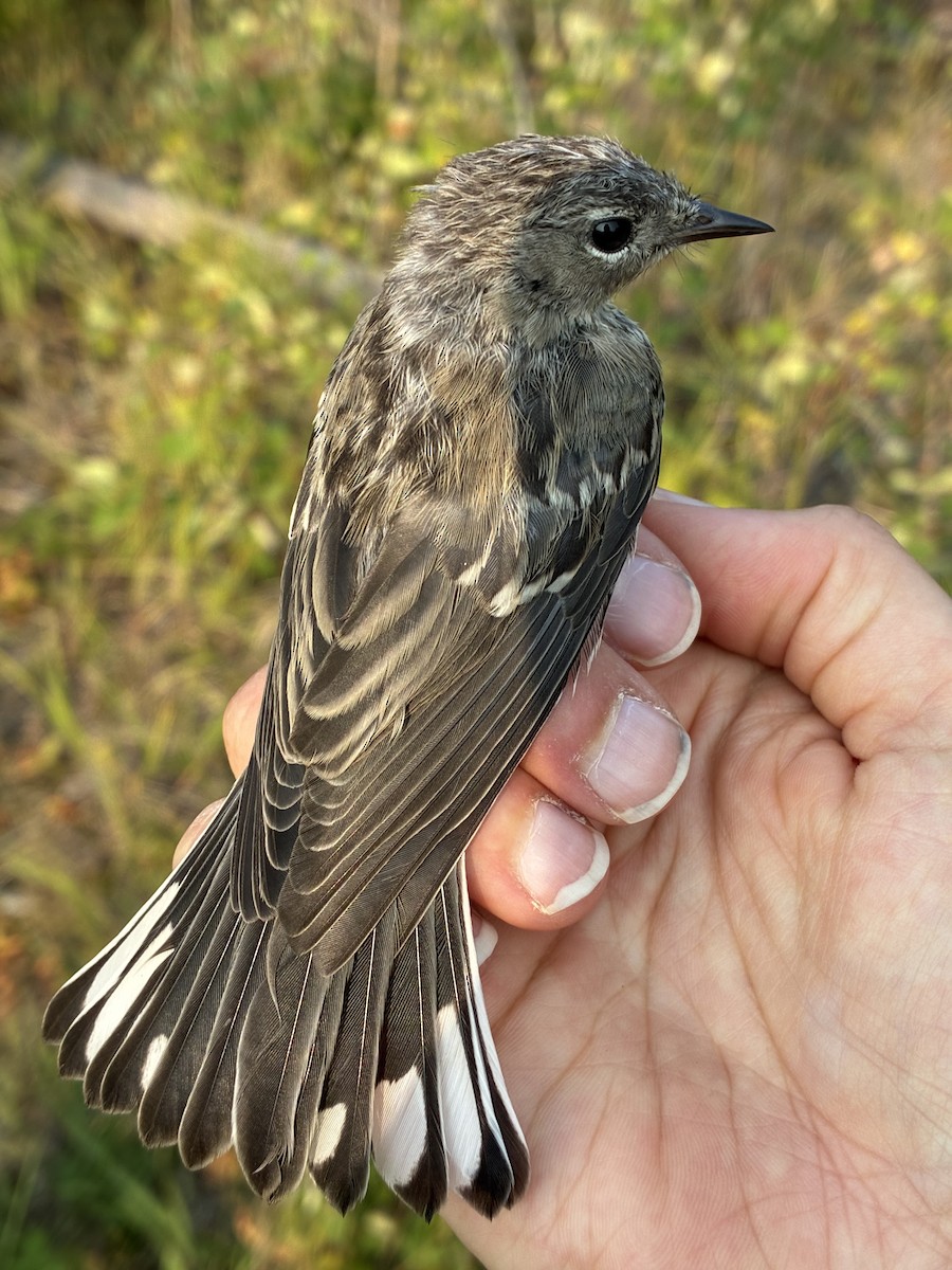 Yellow-rumped Warbler - ML641368564