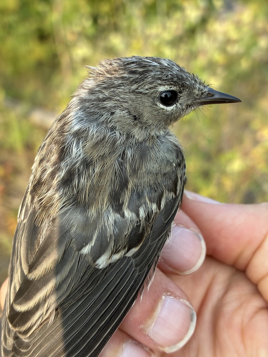 Yellow-rumped Warbler - ML641368565