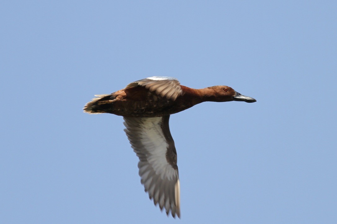 Cinnamon Teal - ML641368568