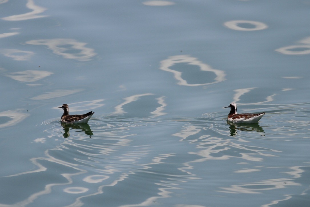 Wilson's Phalarope - ML641368572