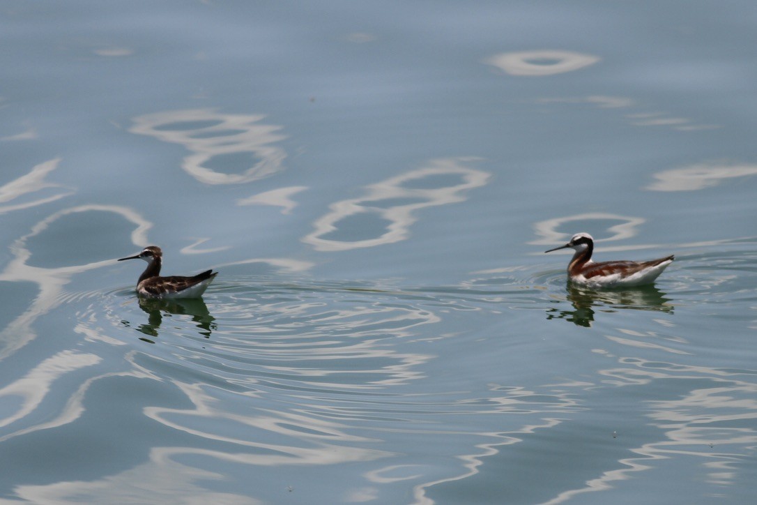 Wilson's Phalarope - ML641368573