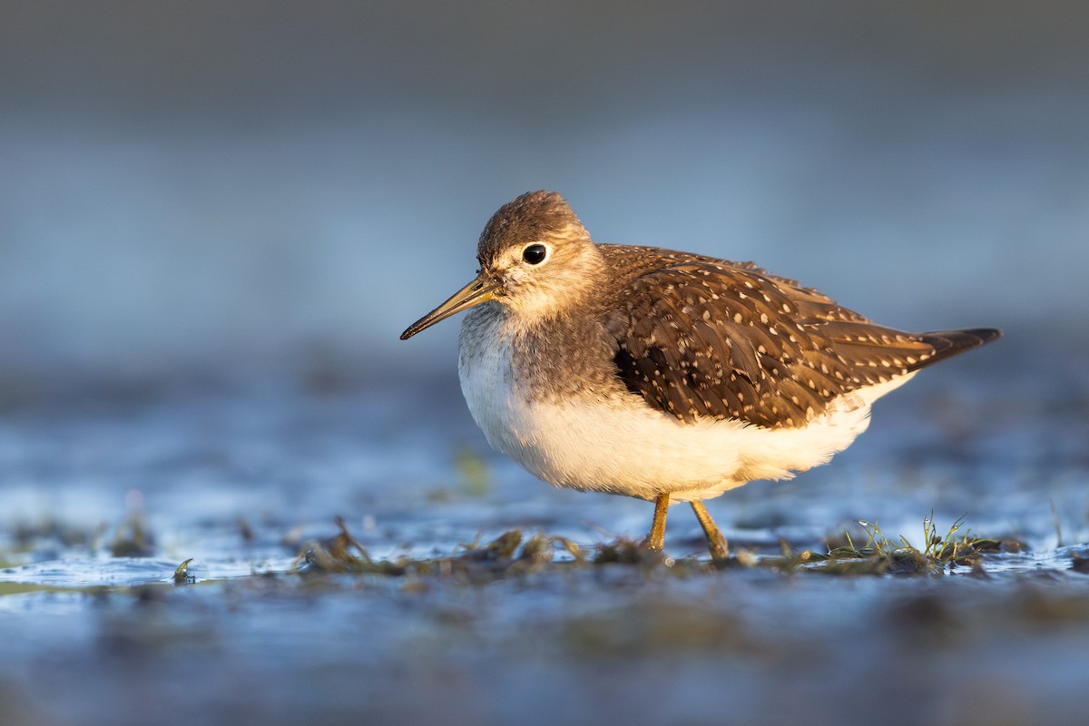 Solitary Sandpiper - ML641368590