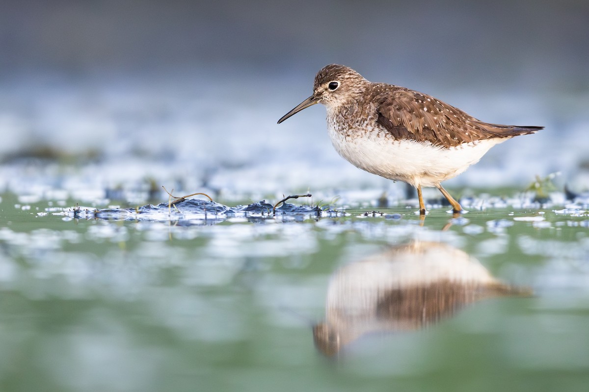 Solitary Sandpiper - ML641368591