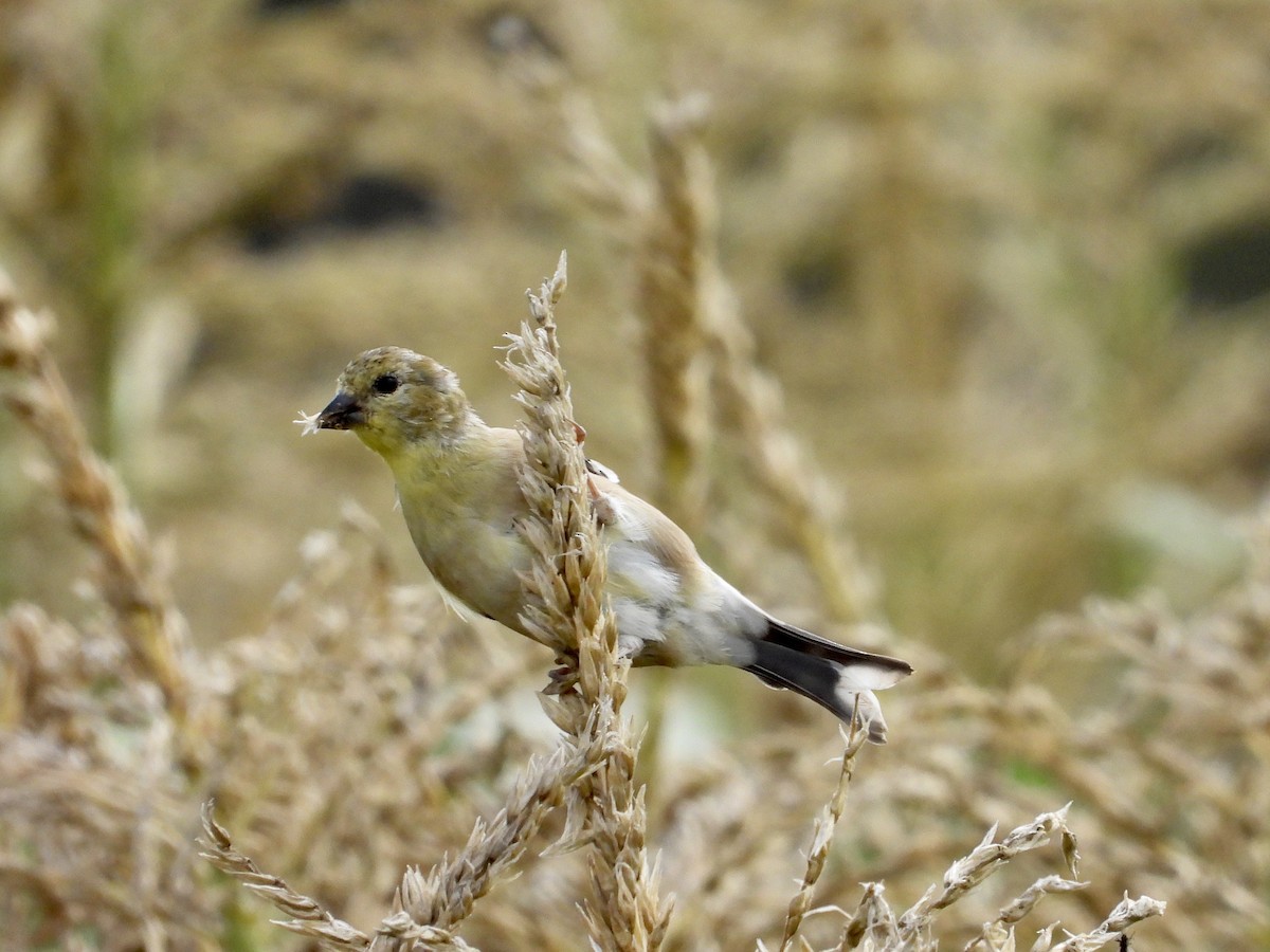 American Goldfinch - ML641368606