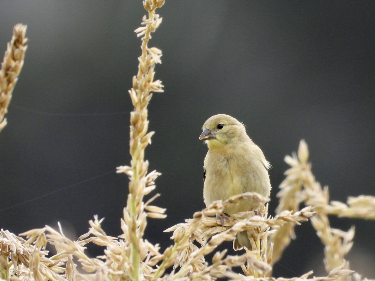 American Goldfinch - ML641368608