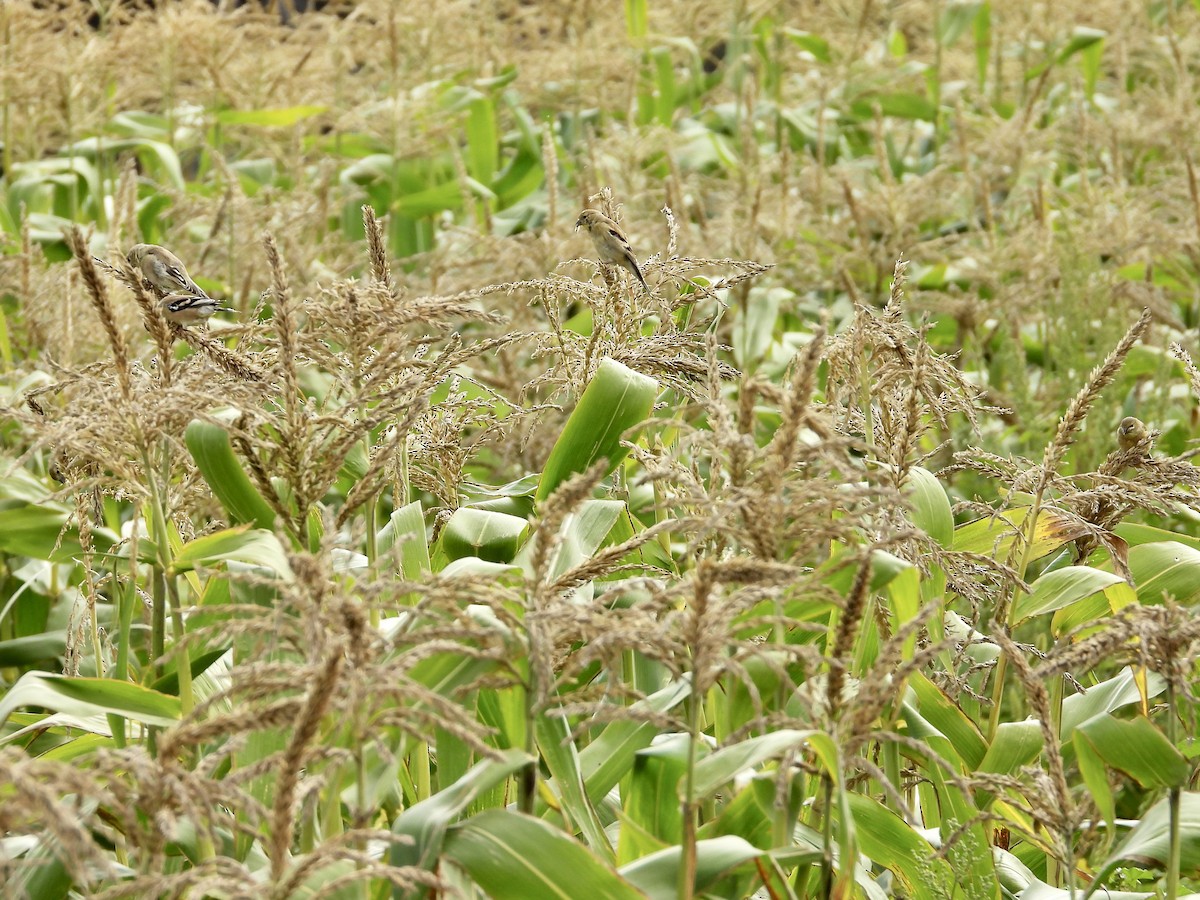 American Goldfinch - ML641368609