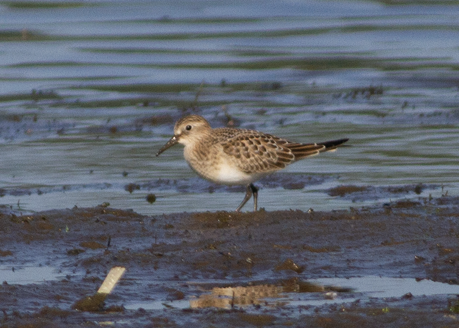 חופית בירד - ML641368615