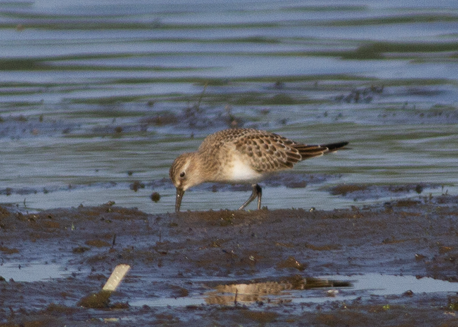 חופית בירד - ML641368616