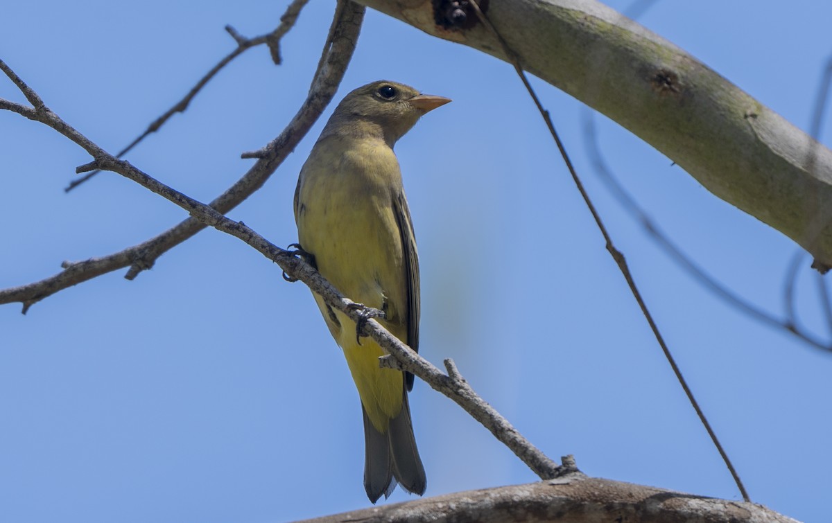 Piranga Carirroja - ML641368630