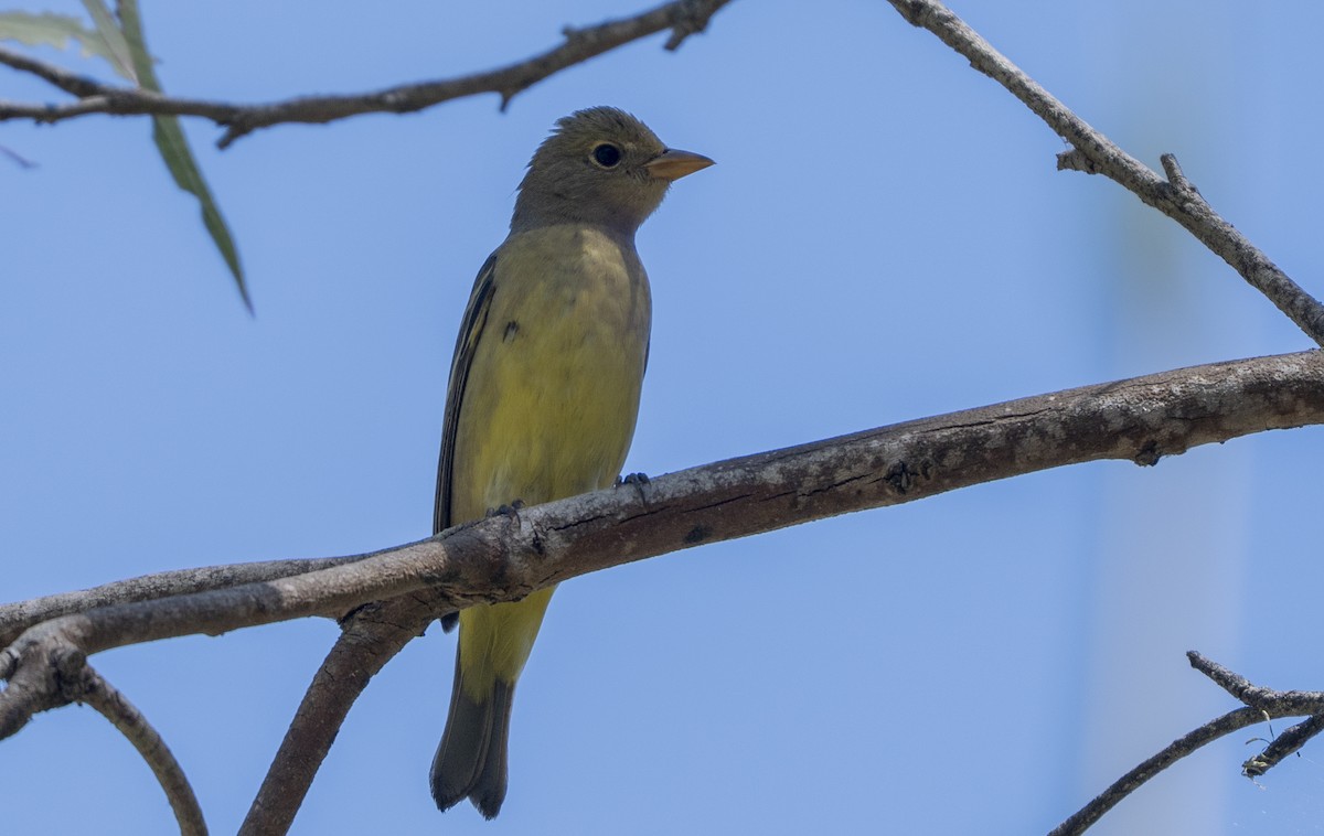 Piranga Carirroja - ML641368631