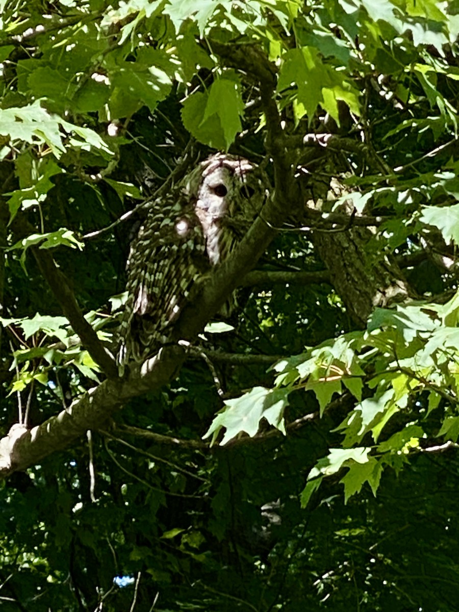 アメリカフクロウ - ML641368637