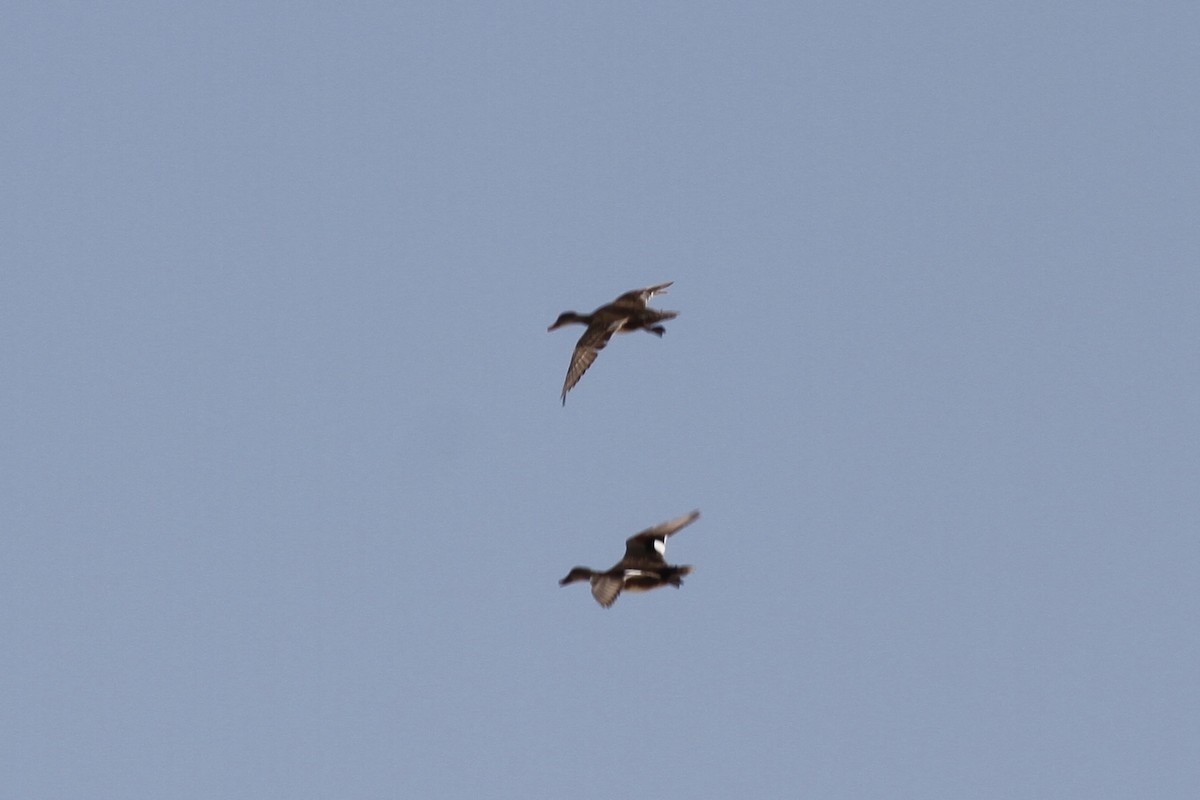 Gadwall - ML641368645