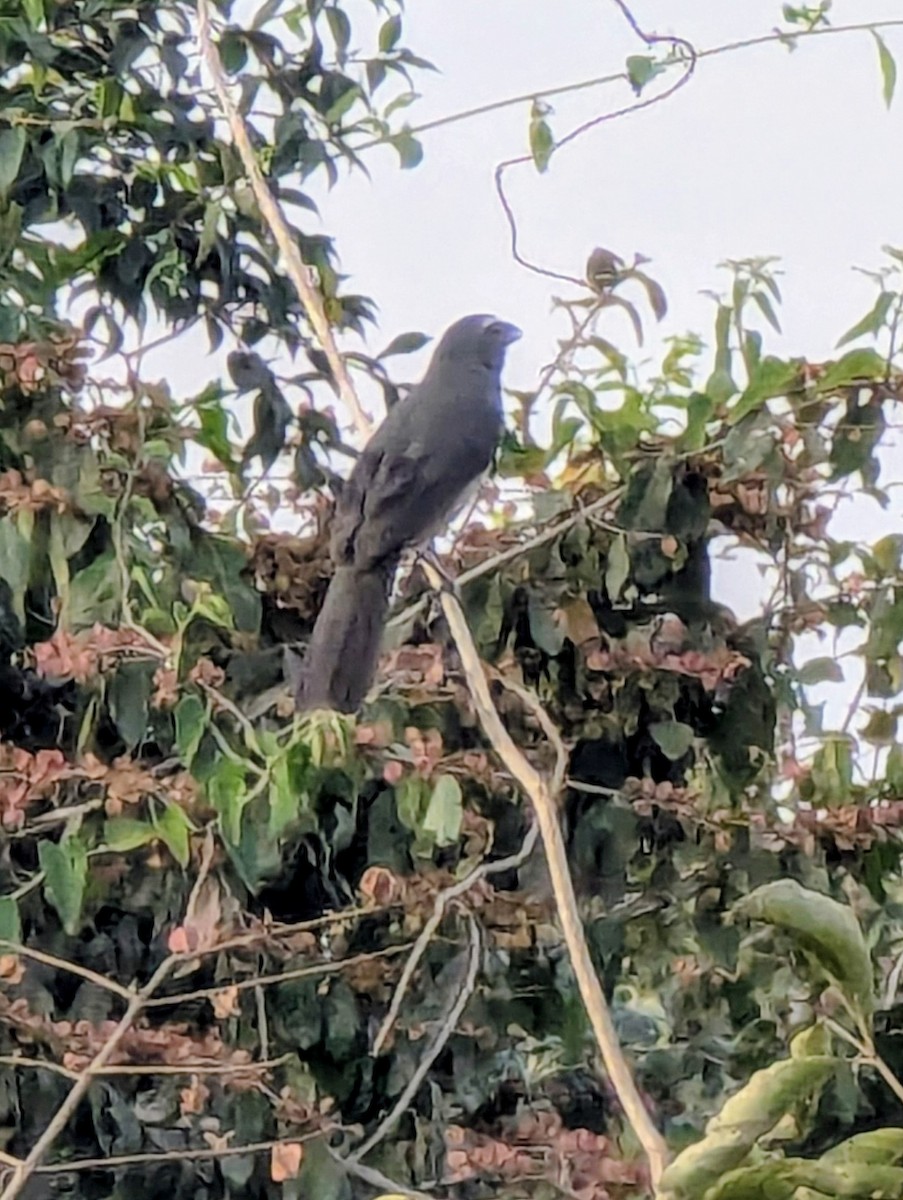 Bluish-gray Saltator - ML641368672