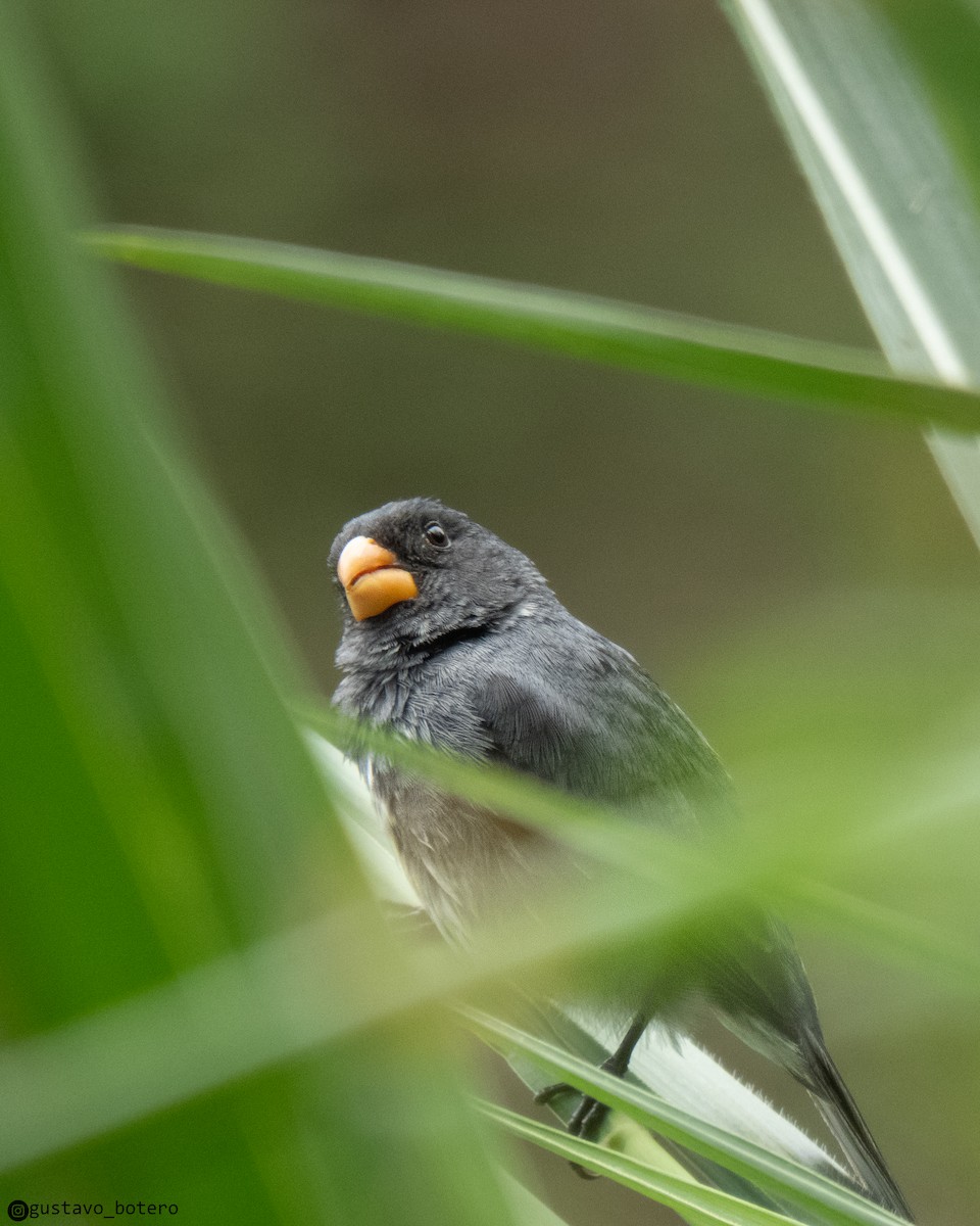 Gray Seedeater - ML641368715