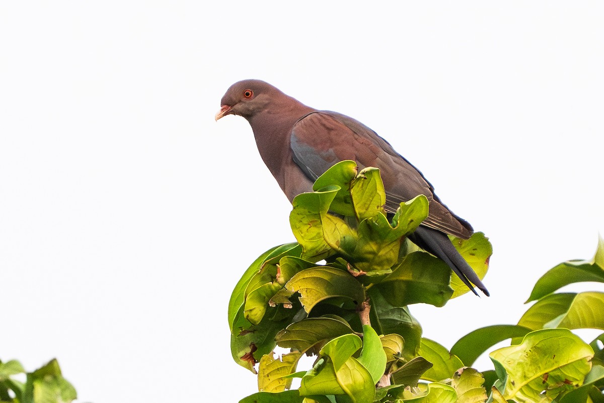 Red-billed Pigeon - ML641368719
