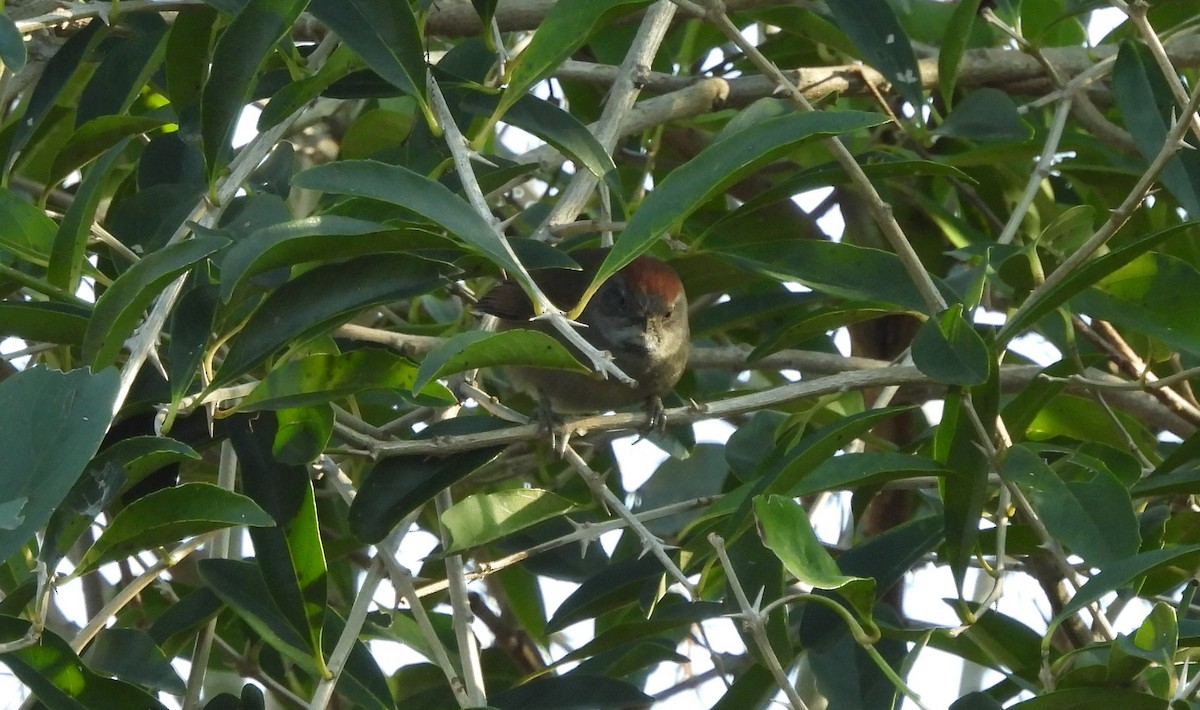 Sooty-fronted Spinetail - ML641368721