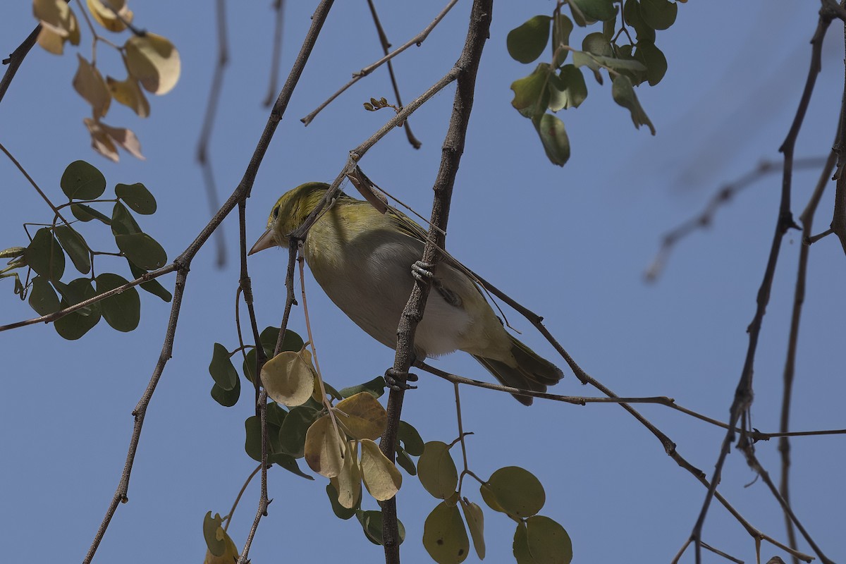 Lesser Masked-Weaver - ML641368746