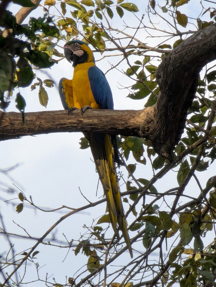 Blue-and-yellow Macaw - ML641368769