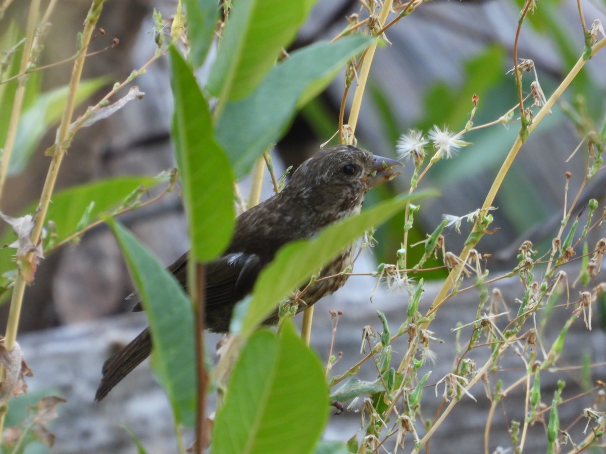 Purple Finch - ML641368802
