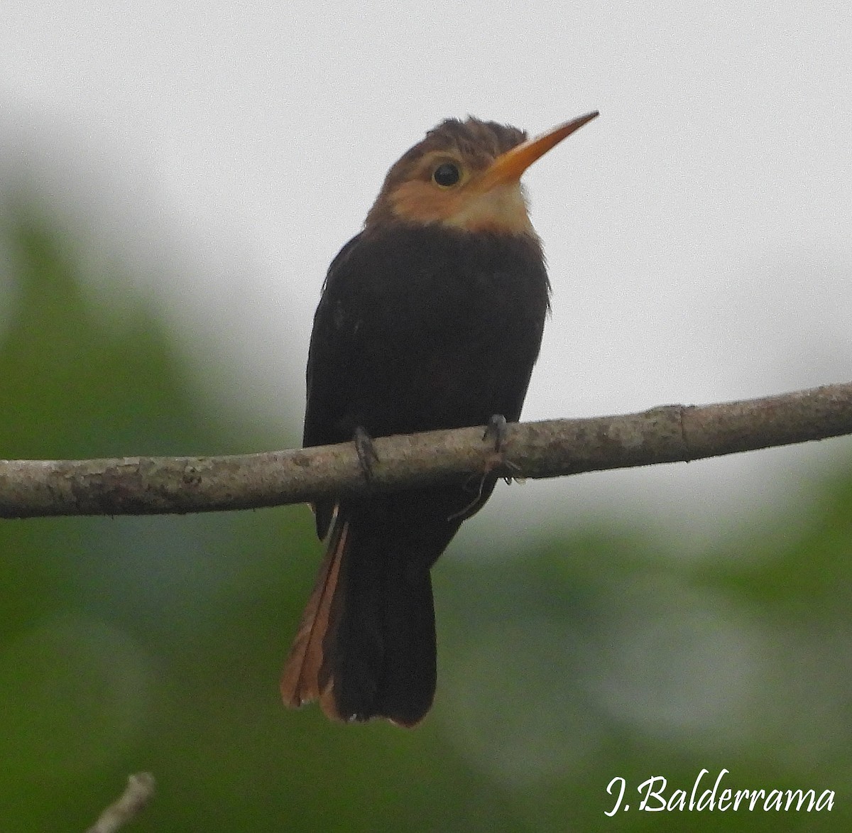 White-throated Jacamar - ML641368806