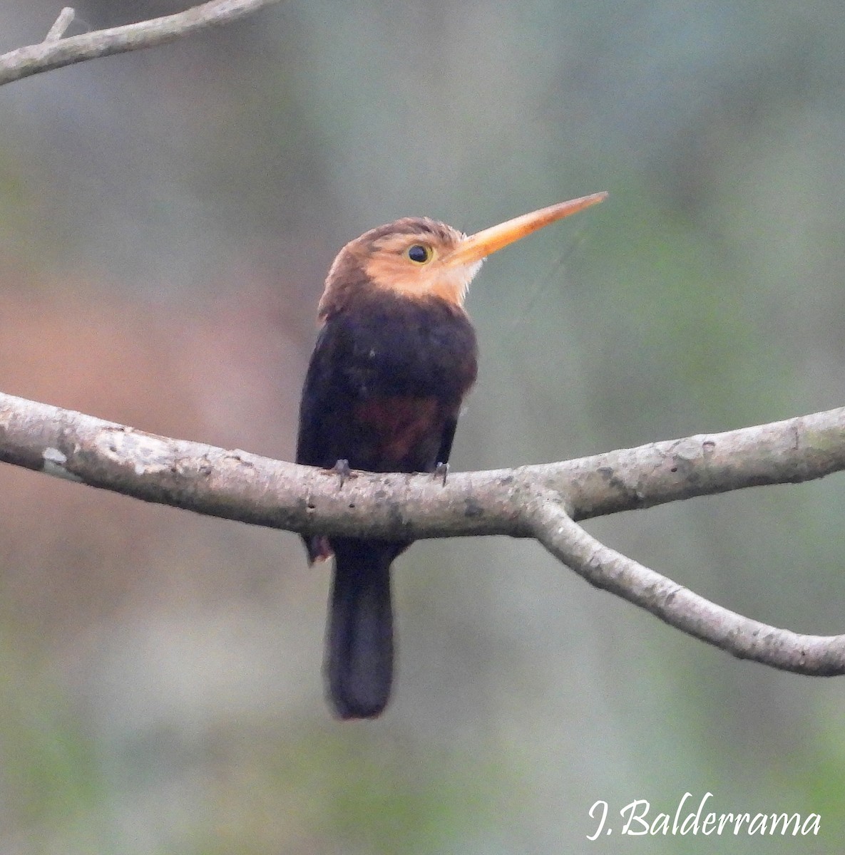 White-throated Jacamar - ML641368807