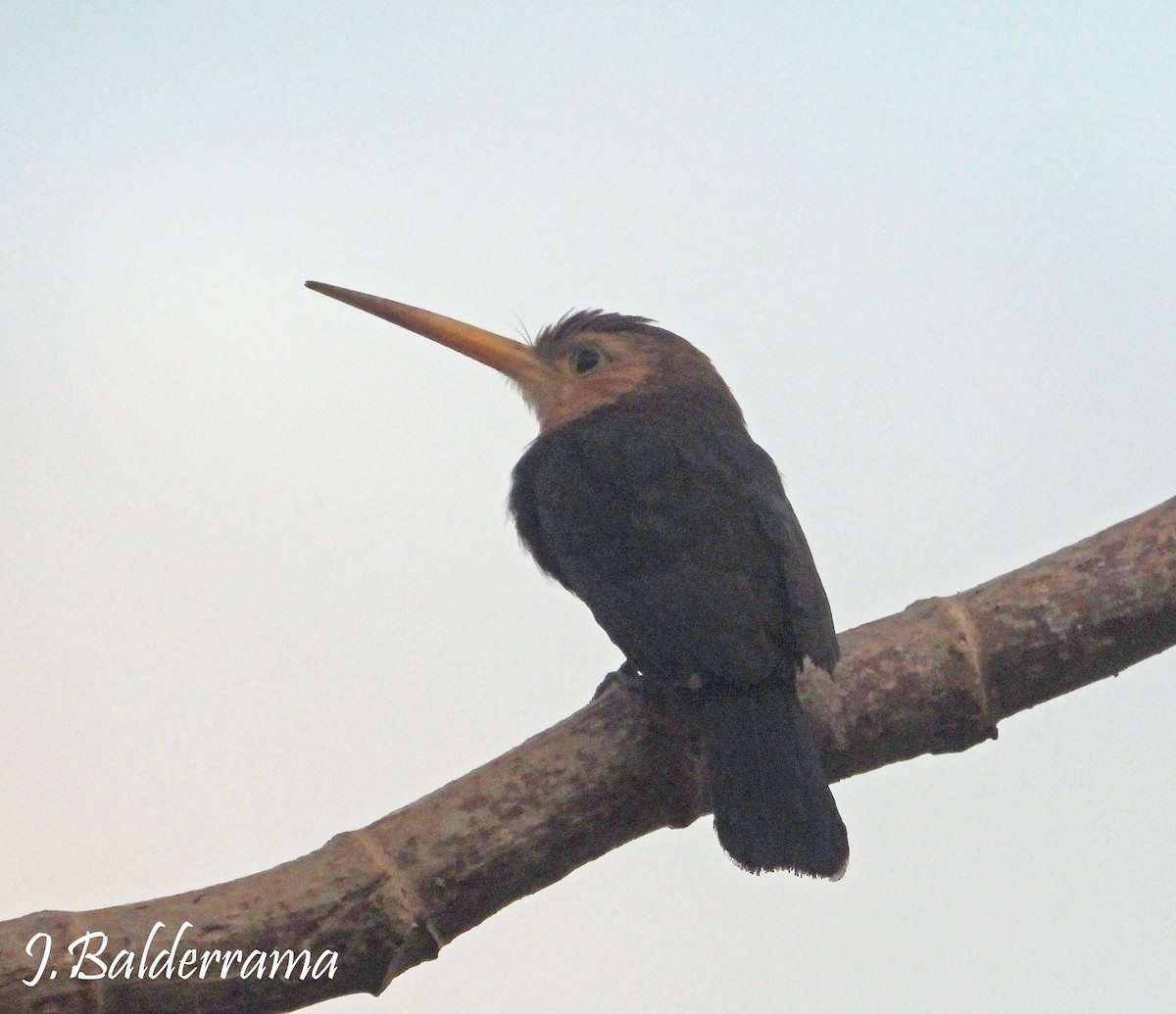 White-throated Jacamar - ML641368808